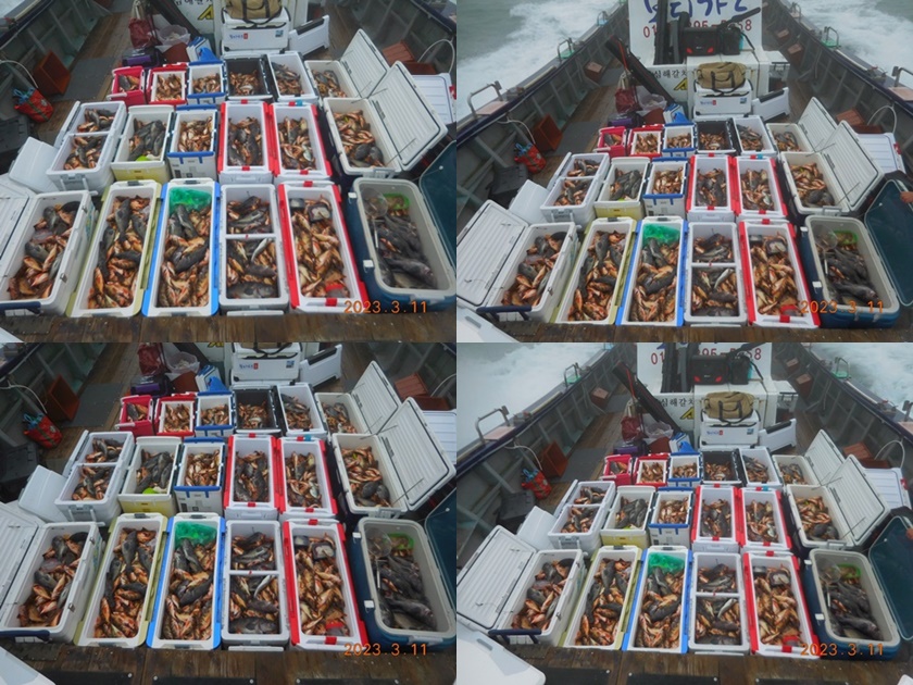 23.3. 11 ★ #진도보디가드호 "심선장" <태도/만재도/가거도> 왕열기+왕우럭 쿨러 조황