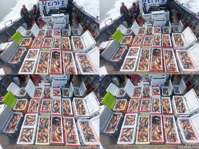 23. 03.03 ★ #진도보디가드호 "심선장" 왕열기+왕우럭 쿨러 만땅!! 조황