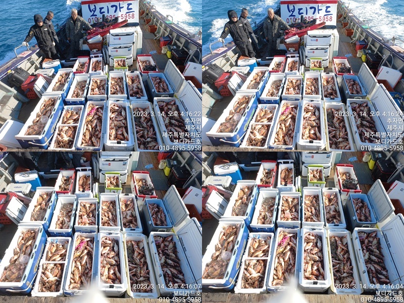 23. 3. 14 ★ #진도보디가드호"심선장"  => 왕열기 조황입니다.