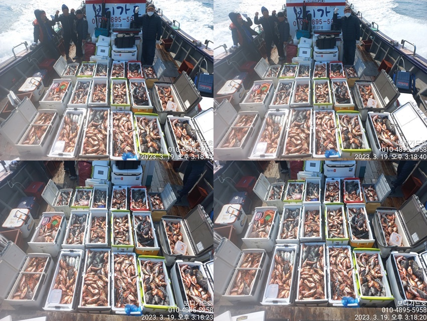 23. 3. 19 ★ #진도보디가드호 "심선장" 왕열기+왕우럭 쿨러 만땅 조황 <자리여유>