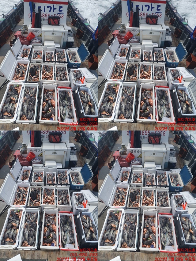 #진도보디가드호 "심선장" => 왕열기 + 왕우럭 쿨러만땅 조황 <<자리여유 많이 있습니다. >>