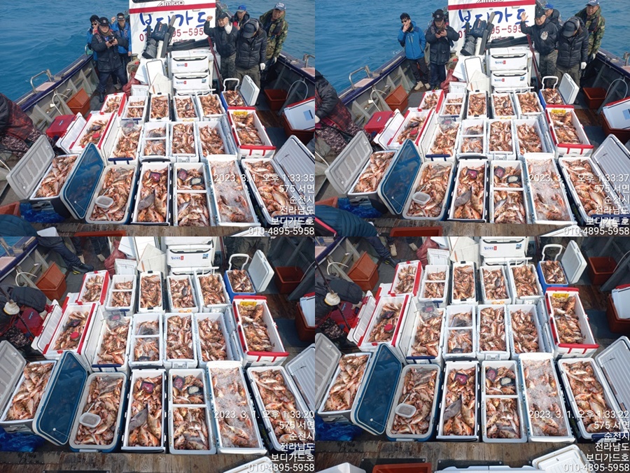 #진도보디가드호 "심선장" => 왕열기 + 왕우럭 쿨러 조황 <<자리여유 많이 있습니다. >>