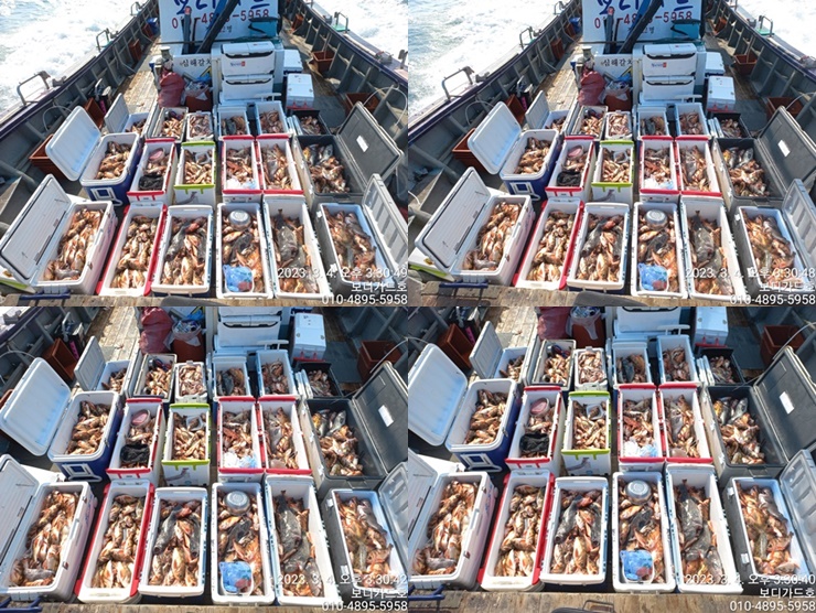 #진도보디가드호 "심선장" => 왕열기 + 왕우럭 쿨러 조황 <<자리여유 많이 있습니다. >>