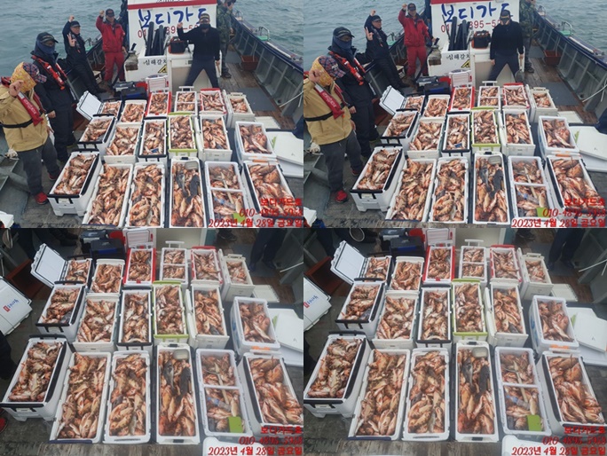 #진도보디가드호 "심선장" => 왕열기 + 왕우럭 쿨러 조황 <<자리여유 많이 있습니다. >>