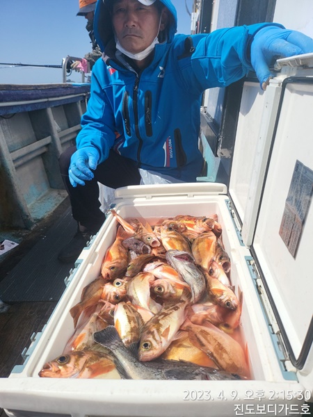 #진도보디가드호 "심선장" => 왕열기 조황입니다. <<자리여유 많이 있습니다. >>