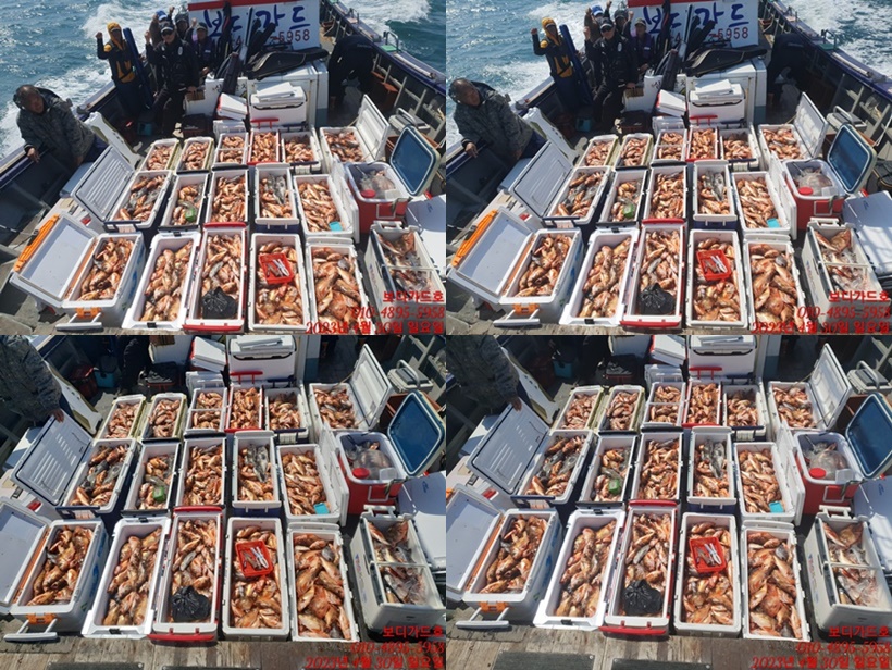 #진도보디가드호 "심선장" => 왕열기 + 왕우럭 쿨러 조황 <<자리여유 많이 있습니다. >>