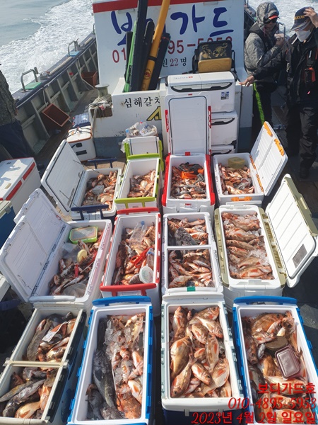 #진도보디가드호 "심선장" => 왕열기 + 왕우럭 쿨러 조황 <<자리여유 많이 있습니다. >>