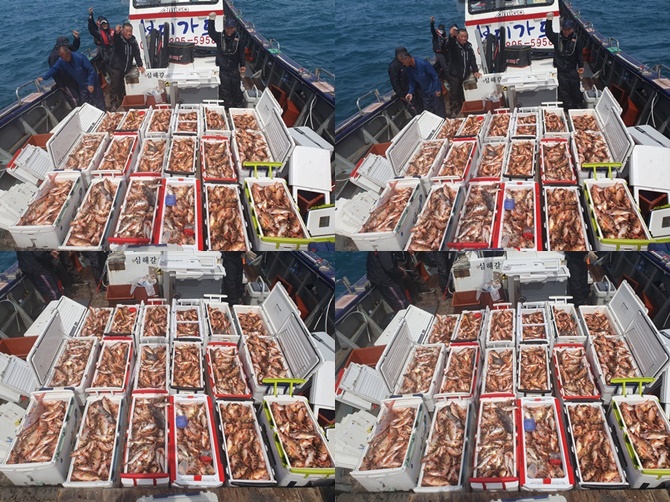 #진도보디가드호 "심선장" => 왕열기 쿨러 만땅!!가득한 조황 <<자리여유 많이 있습니다. >>