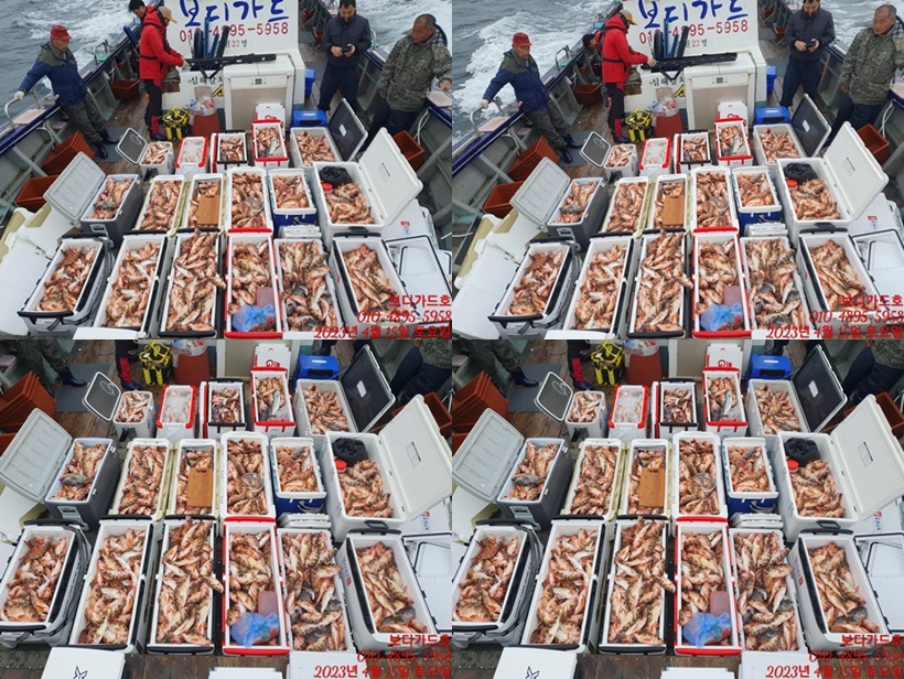 #진도보디가드호 "심선장" => 왕열기 + 왕우럭 쿨러 조황 <<자리여유 많이 있습니다. >>