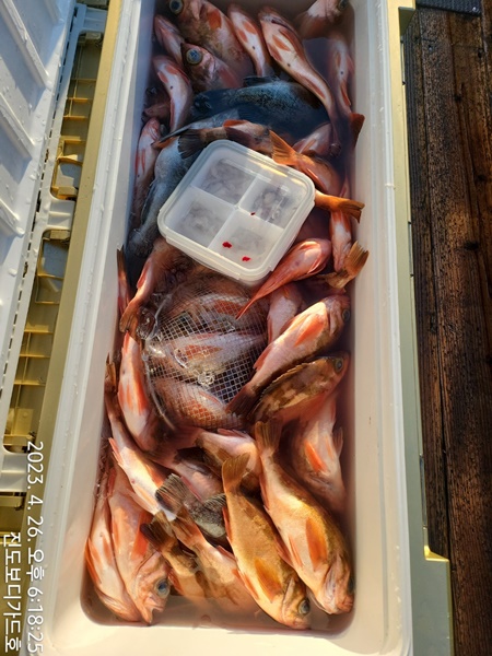 #진도보디가드호 "심선장" => 왕열기 조황입니다. <<자리여유 많이 있습니다. >>