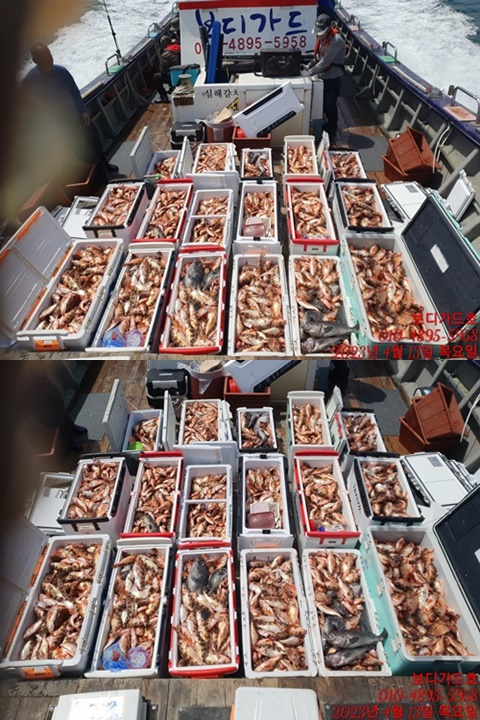 #진도보디가드호 "심선장" => 왕열기 + 왕우럭 쿨러 조황 <<자리여유 많이 있습니다. >>