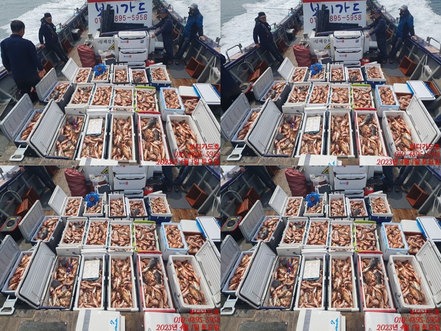 #진도보디가드호 "심선장" => 왕열기 + 왕우럭 쿨러 조황 <<자리여유 많이 있습니다. >>