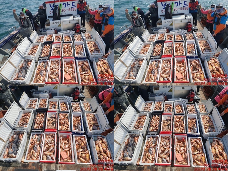 #진도보디가드호 "심선장" => 왕열기 + 왕우럭 쿨러 조황 <<자리여유 많이 있습니다. >>