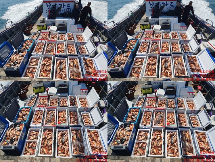 #진도보디가드호 "심선장" => 왕열기 + 왕우럭 쿨러 조황 <<자리여유 많이 있습니다. >>