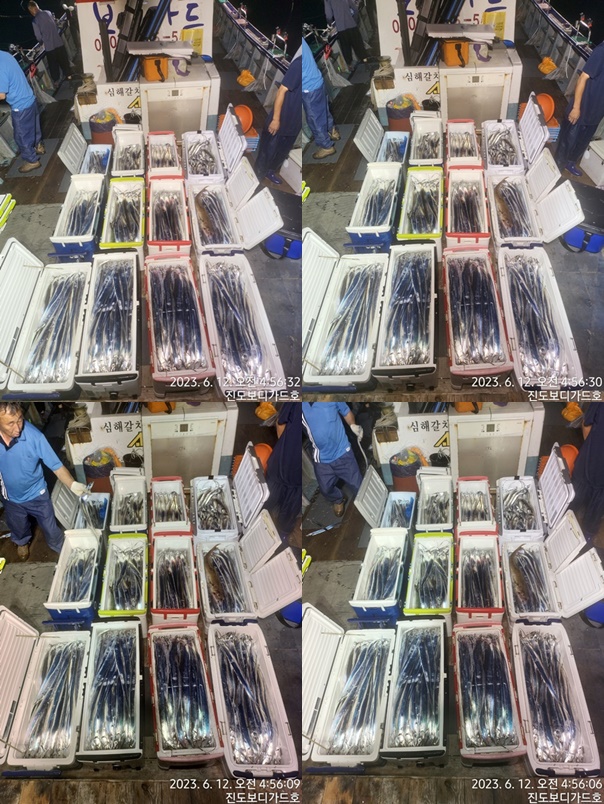 #녹동보디가드호 "심선장" ==>> 왕갈치 조황입니다. <<자리여유 많이 있습니다. >>