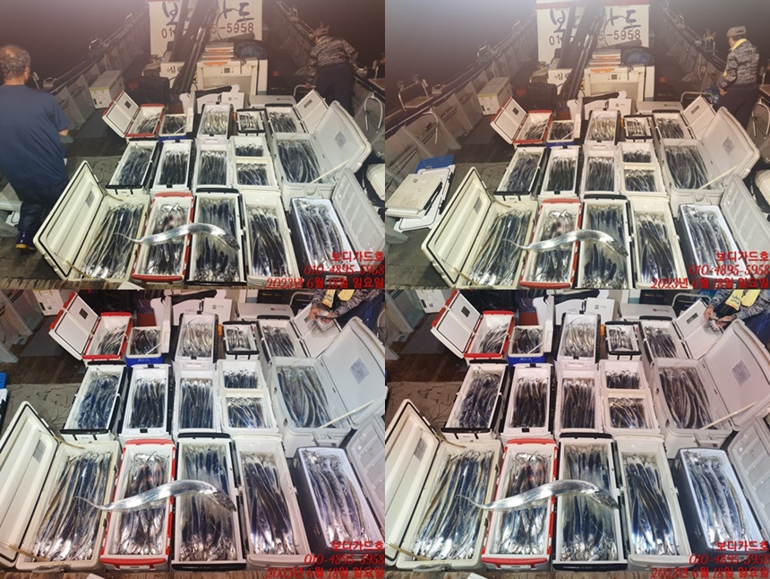 #녹동보디가드호 "심선장" ==>> 왕갈치 조황입니다. <<6/21(수)자리여유 많이 있습니다. >>