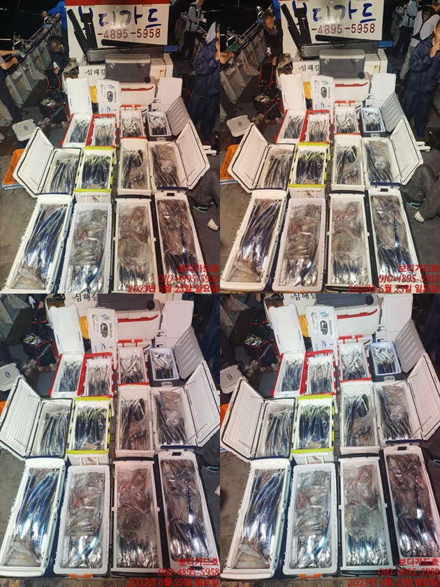 #보디가드호 "심선장" 왕갈치&한치 조황 << 자리여유 많이 있습니다. ??
