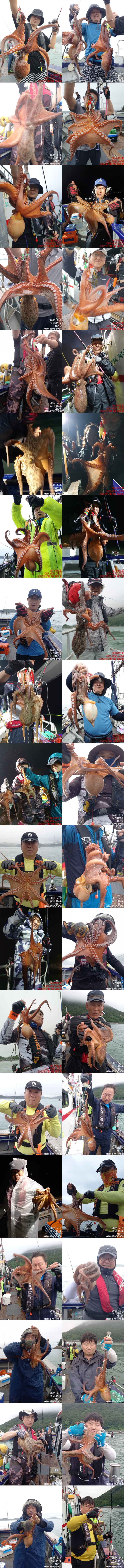 #보디가드호 "심선장 " 고흥 돌문어 굿~~ 조황입니다. <<자리여유>>