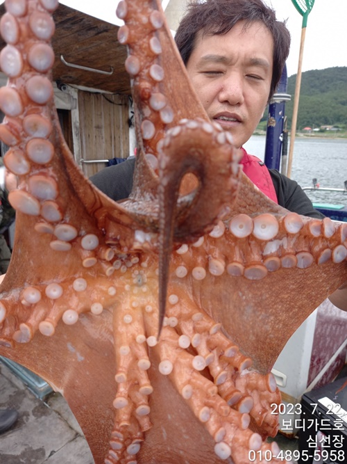 #보디가드호 #심선장 #고흥 #돌문어조황 #7/23(일)1자리여유 <8월 왕갈치 시전예약 받습니다. >>