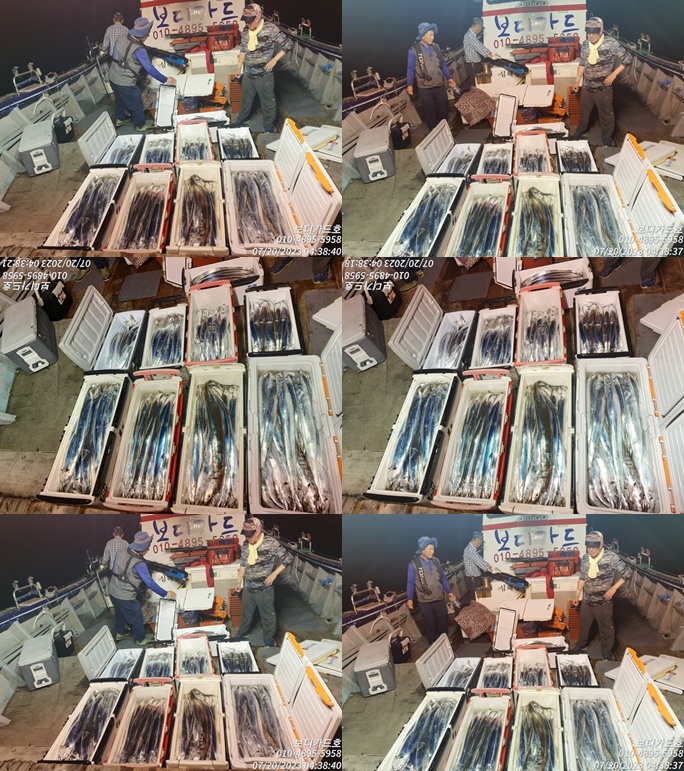 #보디가드호 #심선장 #갈치조업탐사 다녀왔습니다. <8월갈치 시전 예약 받습니다. >