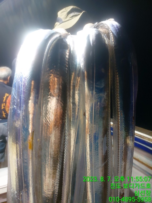 #보디가드호  #16석  #왕갈치조황 #투채비가능  #자리여유많이