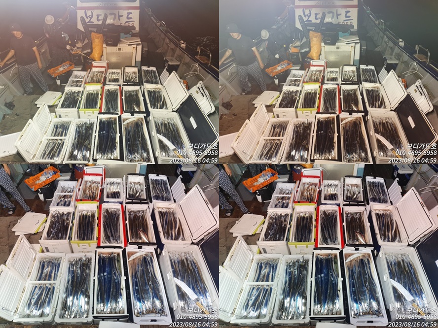 23.8.15 ★ 연~~이는 쿨러 가득한 왕갈치 조황 <16석/투채비가능/자리여유>