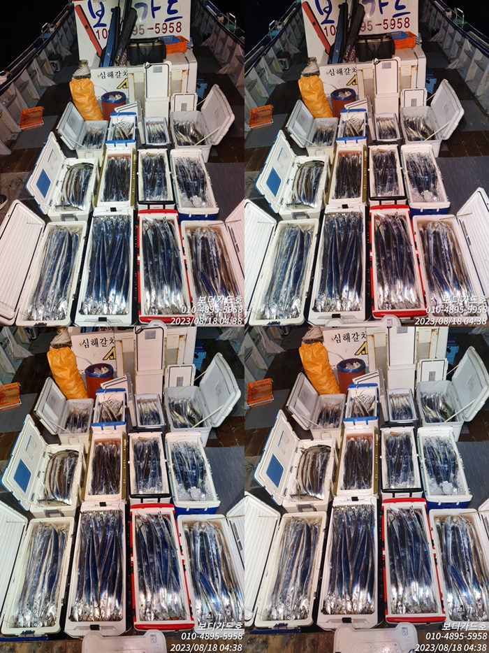 #진도보디가드호 "심선장" 왕갈치조황 ==> 오늘도 역쉬~~굿!! <16석/투채비가능>