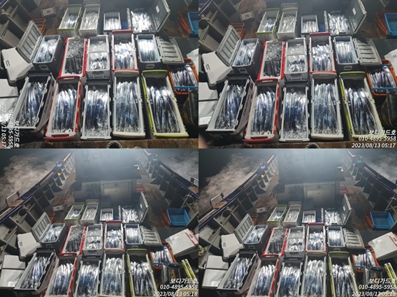 #진도보디가드호 "심선장" ==>왕갈치조황입니다. (16석/투채비가능)