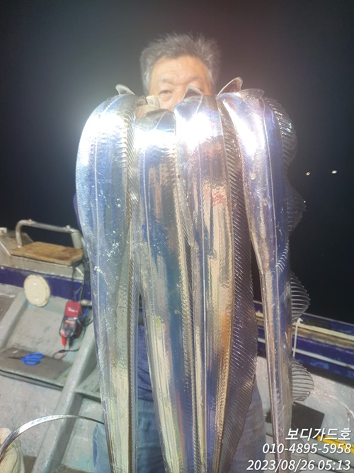 #진도보디가드호 #심선장 #왕갈치 #쿨러조황 #자리여유 #16석 #투채비