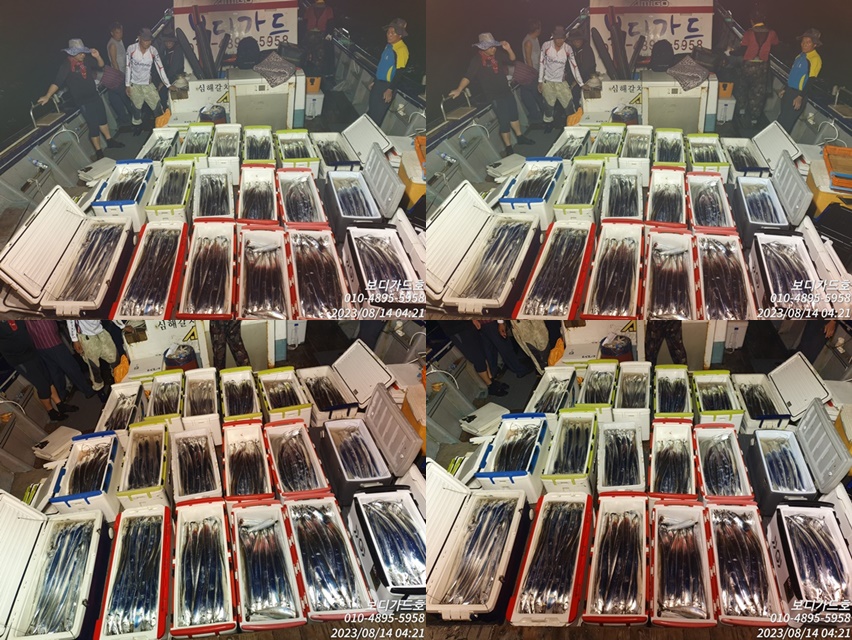 #보디가드호 #1일2쿨러 #왕갈치조황 #16석 #투채비가능 #자리여유