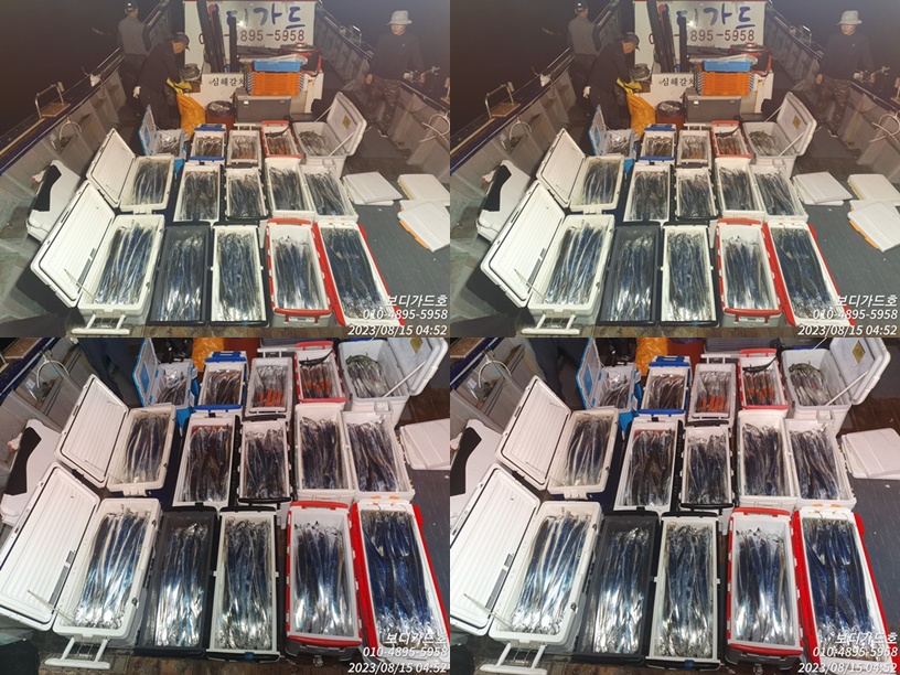 #진도보디가드호 "심선장" ==>> 3.4.5지 쿨러 가득한 왕갈치 조황입니다. <<자리여유 많이 >>