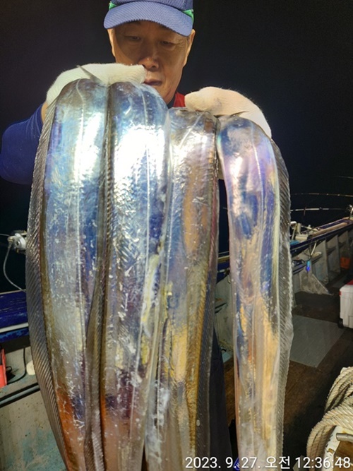 #진도보디가드호 "심선장" ==>> 왕갈치 조황입니다. <<자리여유 많이 있습니다. >>