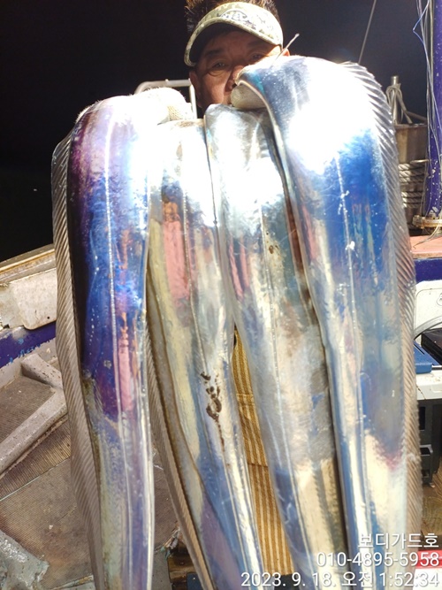 #진도보디가드호 "심선장" ==>> 왕갈치 조황입니다. <<자리여유 많이 있습니다. >>