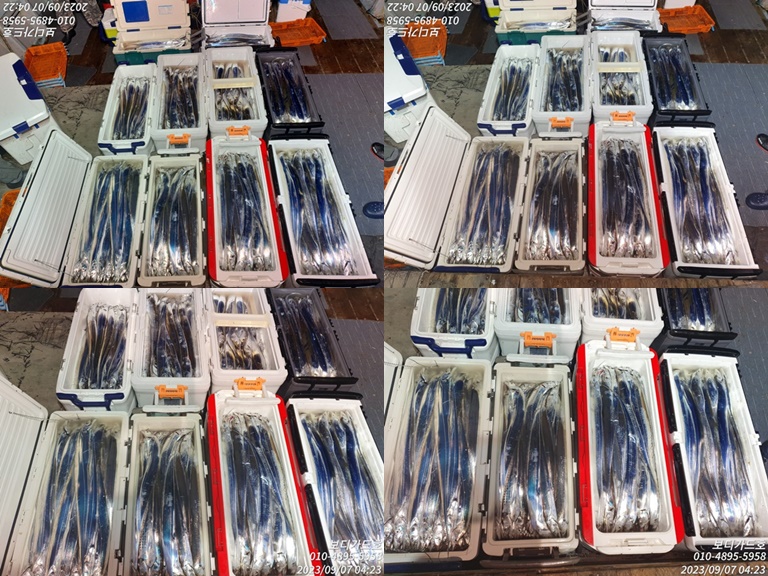 #진도보디가드호 "심선장" ==> 왕갈치 쿨러 조황입니다. < 9/8(금)5자리여유>