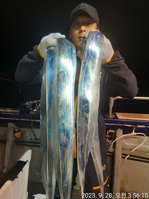 #진도보디가드호 "심선장" ==>> 왕갈치 조황입니다. <<자리여유 많이 있습니다. >>