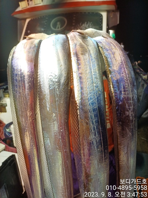 #진도보디가드호 "심선장" ==>> 왕갈치 조황입니다. <<자리여유 많이 있습니다. >>