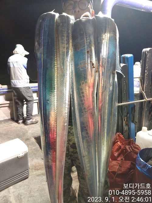 #진도보디가드호 "심선장" ==>> 왕갈치 조황입니다. <<자리여유 많이 있습니다. >>