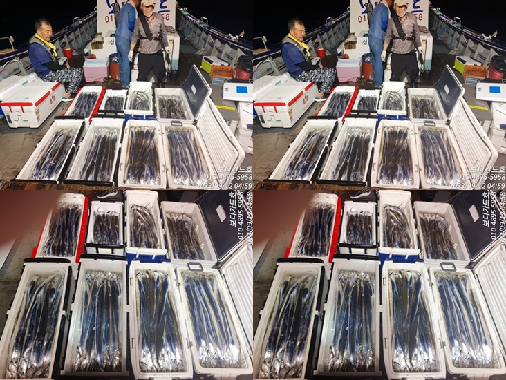 #진도보디가드호 "심선장" ==>> 왕갈치 조황입니다. <<자리여유 많이 있습니다. >>