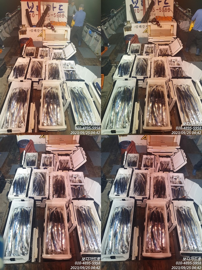 [진도보디가드호] "심선장" => 3~6지까지!! 1인2쿨러 왕갈치 굿 조황입니다.