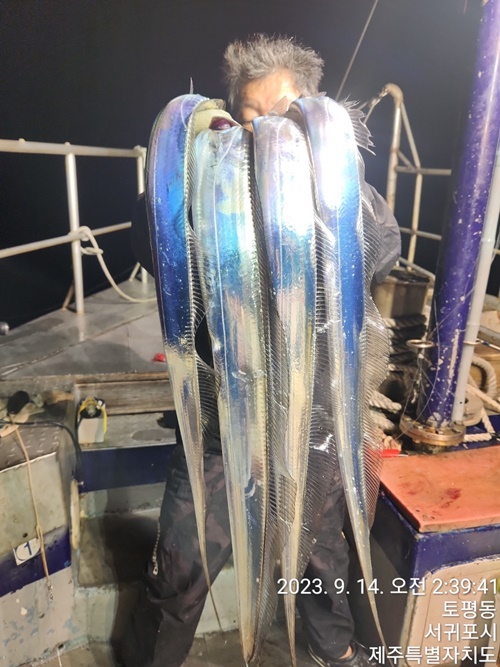 #진도보디가드호 "심선장" ==>> 왕갈치 조황입니다. <<자리여유 많이 있습니다. >>