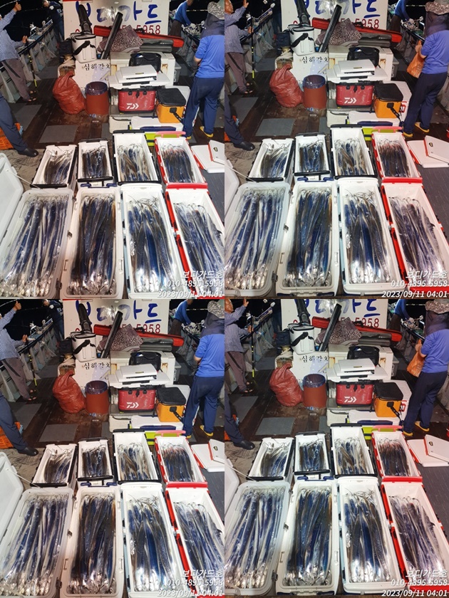 #진도보디가드호 "심선장" 왕갈치 조황입니다. <<자리여유 많이~>>
