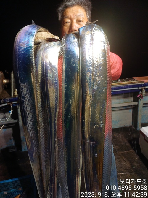 #진도보디가드호 #심선장 #왕갈치조황#씨알이아주기냥 !!!