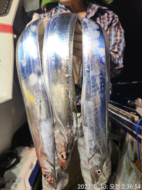 #진도보디가드호 "심선장" ==>> 왕갈치 조황입니다. <<자리여유 많이 있습니다. >>