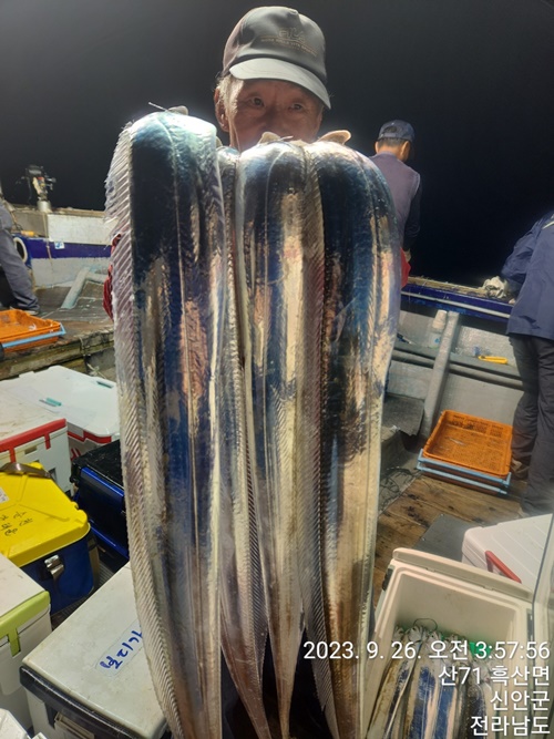 #진도보디가드호 "심선장" ==>> 왕갈치 조황입니다. <<자리여유 많이 있습니다. >>