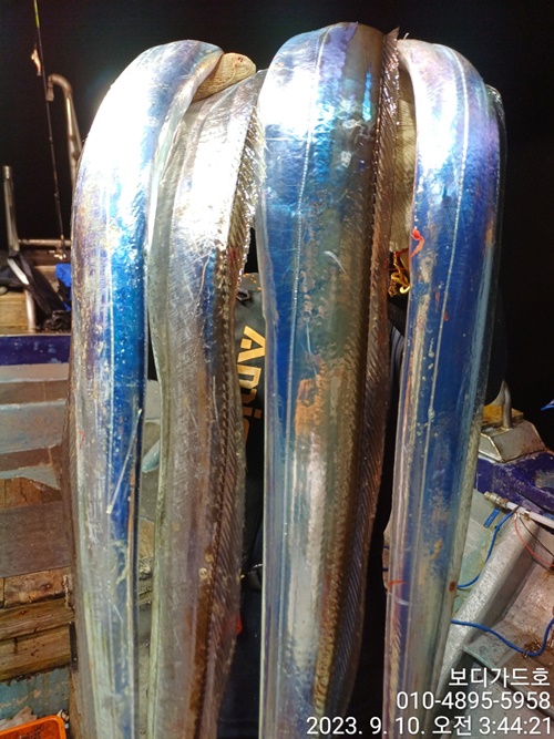 #진도보디가드호 "심선장" ==>> 왕갈치 조황입니다. <<자리여유 많이 있습니다. >>