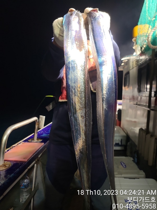 #보디가드호 #심선장 #왕갈치조황 #씨알굿!!! #자리여유