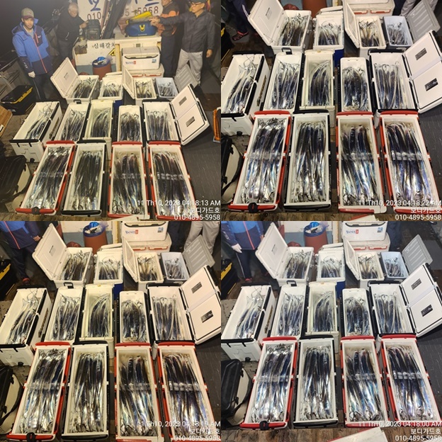 23.10.10. #심선장 #왕갈치조황 #3~6지까지 #씨알굿 #내일자리여유