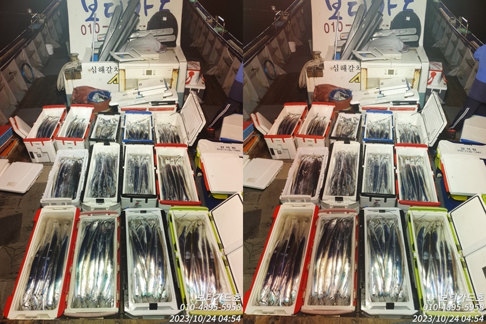 #진도보디가드호 #심선장 #씨알굿 #마릿수굿 #사이즈업 #자리여유