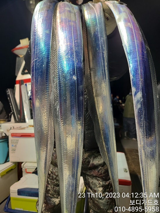 #진도보디가드호 "심선장" ==>> 왕갈치 조황입니다. <<자리여유 많이 있습니다. >>