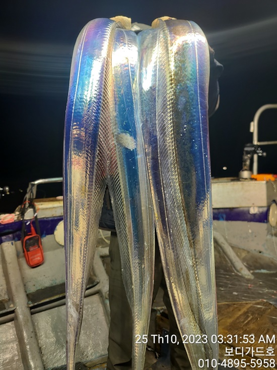 #진도보디가드호 "심선장" ==>> 왕갈치 조황입니다. <<자리여유 많이 있습니다. >>